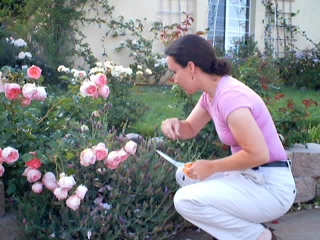 Maria trims her roses