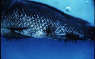 Tilapia, Fish Disease, Leeches